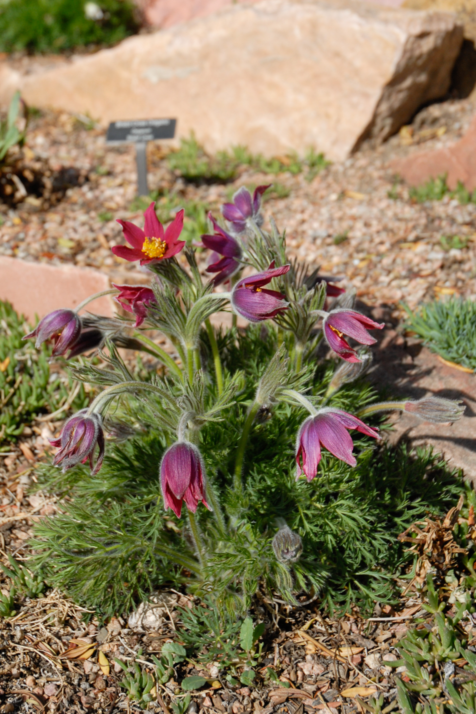 European Pasque Flower